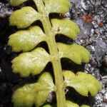 Asplenium foreziense Fuelha