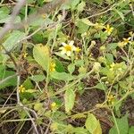 Wollastonia biflora Flower