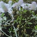 Trifolium arvense Blüte