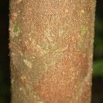 Aniba parviflora Кора