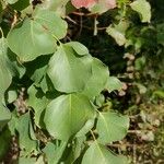 Eucalyptus baueriana Leaf