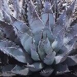 Agave subsimplex Habit