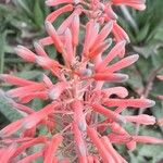 Aloe microstigma Kukka