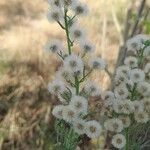 Erigeron bonariensis Vrucht