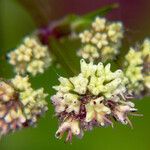 Sanicula europaea Fiore