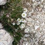 Achillea barrelieri Květ