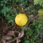 Solanum viarum Fruit