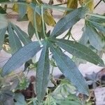 Passiflora caerulea পাতা