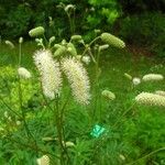 Sanguisorba alpina Flower