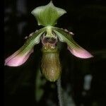 Paphiopedilum hookerae Fiore