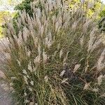 Miscanthus sinensis പുഷ്പം