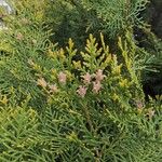 Platycladus orientalis Feuille