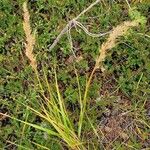 Achnatherum calamagrostis Habitus