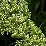 Buddleja albiflora Кветка