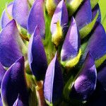 Lupinus polyphyllus 花