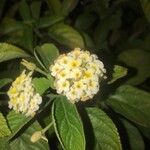 Lantana canescens Kvet