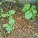 Salvia sclarea Лист