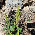 Amaranthus hybridus Blomma