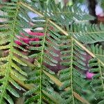 Cyathea arborea Leaf