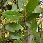 Azara uruguayensis List