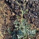 Parthenium hysterophorus Habit