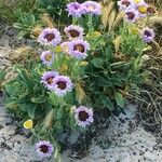 Erigeron glaucus Hábito