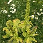 Veratrum album Alia