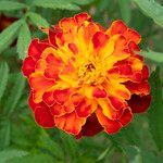 Tagetes erecta Flower