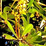 Terminalia buceras Flower