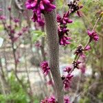 Cercis chinensis Кора