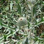 Cirsium echinatum 花