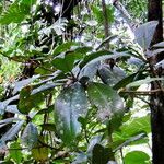 Manilkara bidentata Alkat (teljes növény)