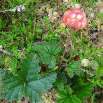 Rubus chamaemorus पत्ता