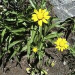 Helianthella californica Flower