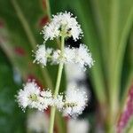 Spiraeanthemum pedunculatum फूल