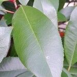 Photinia fraseri Blad