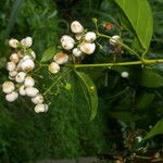 Chiococca alba Meyve