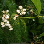 Chiococca alba Fruit