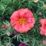 Portulaca grandifloraFlower