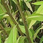 Vernonia arkansana Escorça