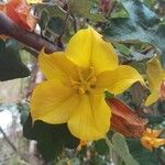 Fremontodendron californicum Blüte