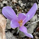 Crocus nudiflorus Λουλούδι