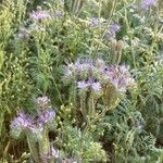 Phacelia tanacetifoliaFlower