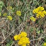 Petrosedum montanum Blüte