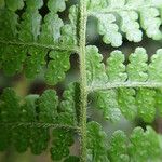 Microlepia speluncae Leaf