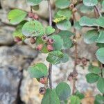 Cotoneaster nummularius Fruto