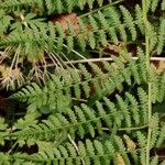 Athyrium filix-femina Lapas