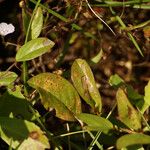 Evolvulus convolvuloides Hoja