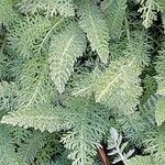 Achillea crithmifolia Folha