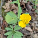 Ranunculus cassubicus Flower